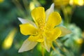 Yellow Columbine Flower Royalty Free Stock Photo