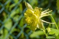 Yellow Columbine Flower in a Spring Garden