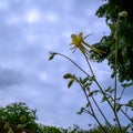 Close up of a fresh yellow columbine flower bud looking to the cloudy sky