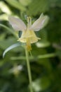 Yellow Columbine from the Utah Mountains