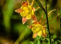 Yellow Columbines Royalty Free Stock Photo