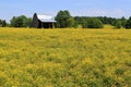 Yellow Colza Field Royalty Free Stock Photo