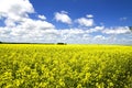 Yellow colza field Royalty Free Stock Photo