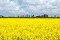 The yellow colza field