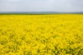 Yellow colza field and green tree in the morning in the fog at sunrise landscape