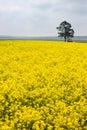 Yellow colza field and green wheat field separated by path in the morning in the fog at sunrise landscape