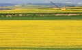 Yellow colza fields and crane in Germany Royalty Free Stock Photo