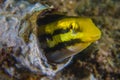 Yellow comb-tooth blenny sheltering in a tube