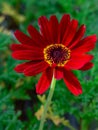 RED AND YELLOW PETALS OF AN EXCELLENT FLORWER Royalty Free Stock Photo