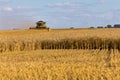 Yellow combine harvester on a wheat field with blue sky Royalty Free Stock Photo