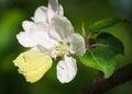 Yellow common brimstone sitting on white and pink apple tree flowers Royalty Free Stock Photo