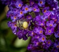 Yellow common candy-striped spider catching a fly