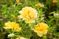 Yellow Common Purslane flower