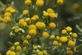 Yellow common tansy