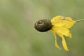 Yellow compass plant flower closeup