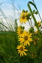 Yellow Compass Plant flowers