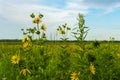 Yellow Compass Plant flowers