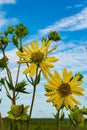 Yellow Compass Plant flowers