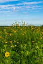 Yellow Compass Plant flowers