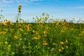 Yellow Compass Plant flowers