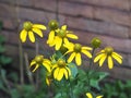 Yellow cone flower in the front garden. Royalty Free Stock Photo