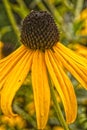 The Yellow Cone Flower in the Garden Royalty Free Stock Photo