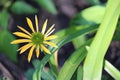 Yellow cone flower Royalty Free Stock Photo