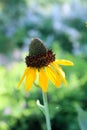 Yellow cone flower Royalty Free Stock Photo