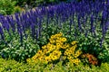 Yellow cone flower Rudbeckia surrounded by Blue Salvia salvia from the Royal Botanical Garden, Sydney New South Wales Australia.