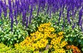Yellow cone flower Rudbeckia surrounded by Blue Salvia salvia from the Royal Botanical Garden, Sydney New South Wales Australia. Royalty Free Stock Photo