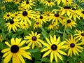 Yellow cone flowers Royalty Free Stock Photo
