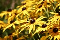 Yellow cone flowers close up