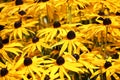 Yellow cone flowers close up