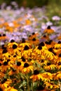 Yellow Cone Flowers in a Field