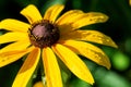 Yellow Coneflower flowering perennial plant from Asteraceae family. Echinacea paradoxa a North American species in the sunflower