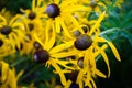 Yellow Coneflower in the Morning Light