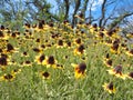 Coneflower with Live Oak Trees