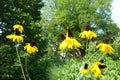 Yellow Coneflowers