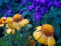 Yellow Coneflowers in Stratford, Ontario