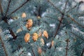 Yellow cones of blue spruce on branches with resin stains