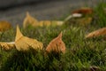 Yellow and copper leaves stick out of green grass on a lawn during fall season