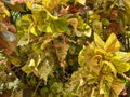 Yellow copperleaf closeup image.