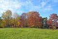 Yellow copse