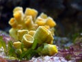 Yellow coral Royalty Free Stock Photo