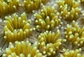 Yellow coral