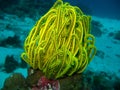 Yellow Coral Royalty Free Stock Photo