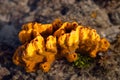 Yellow coral close up.