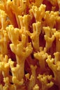 Yellow Coral Fungus Royalty Free Stock Photo