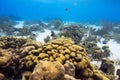 A yellow coral head surrounded by fish and a mooring buoy in the background- scuba diving in Bonaire, Dutch Caribbean Royalty Free Stock Photo