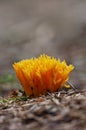 Yellow coral mushroom Royalty Free Stock Photo